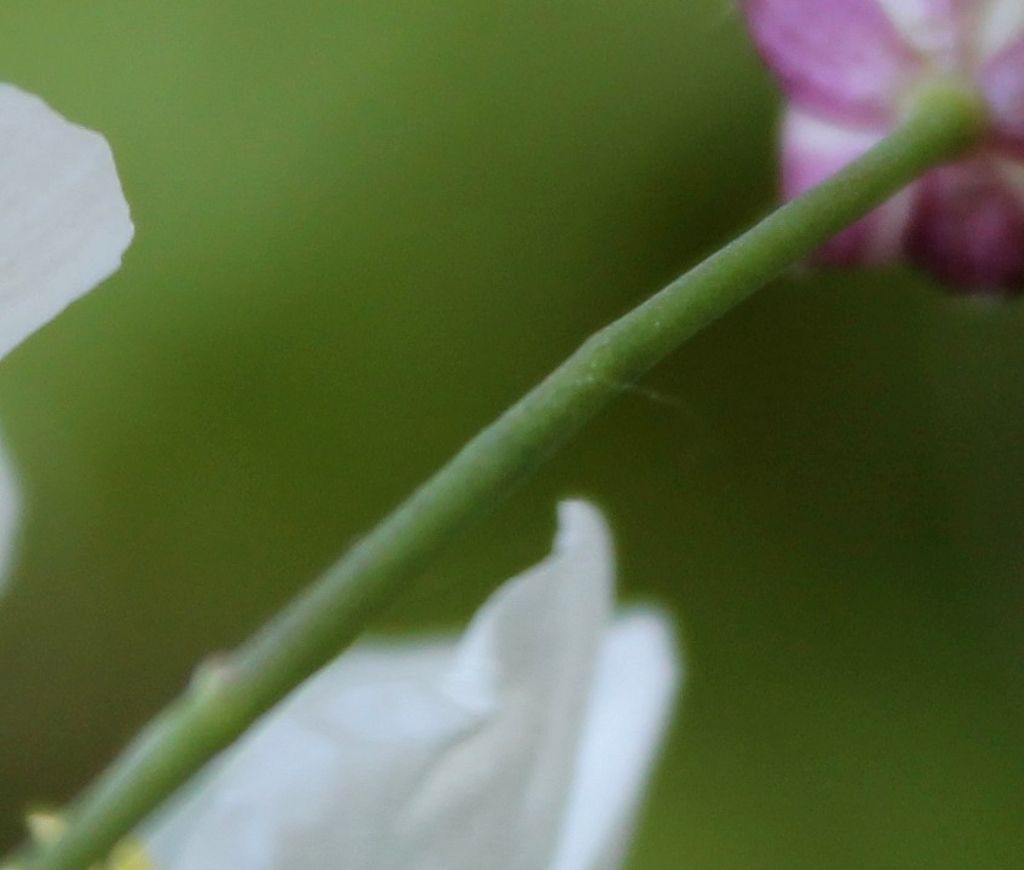 Ranunculus platanifolius